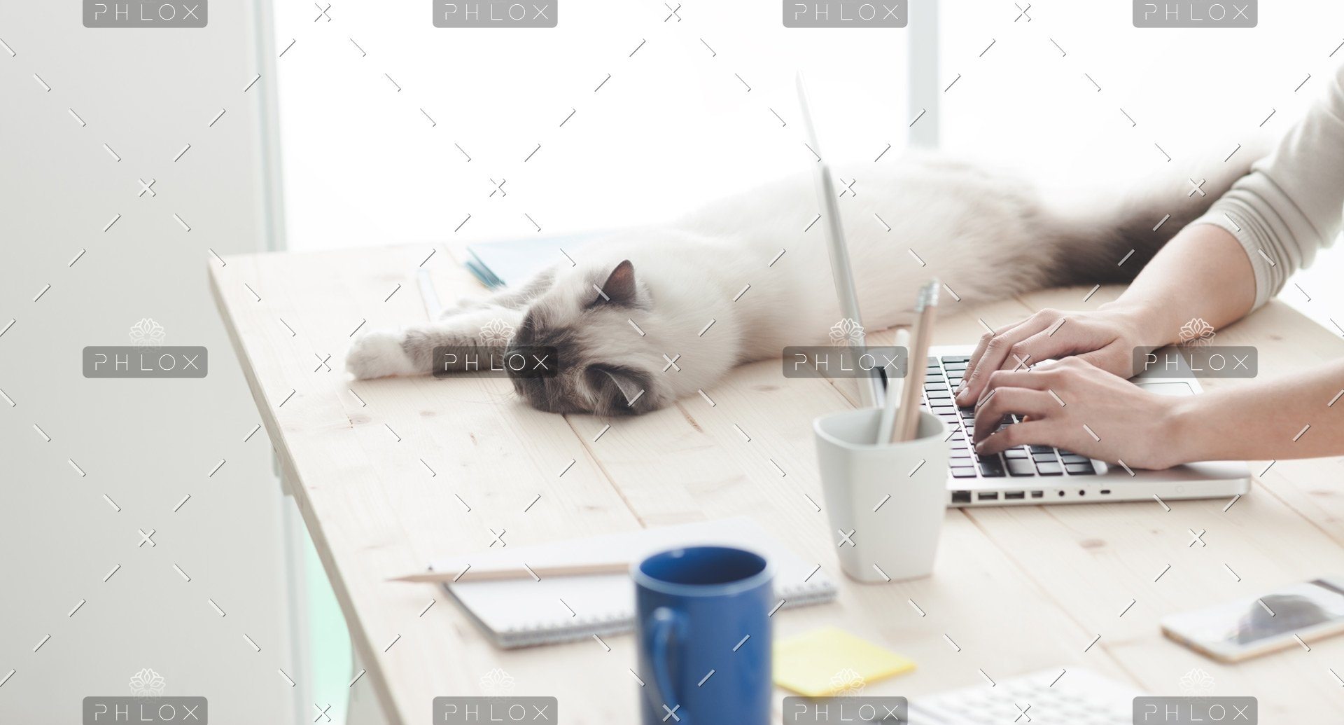 demo-attachment-12-sleepy-cat-on-a-desktop-P4C6THM